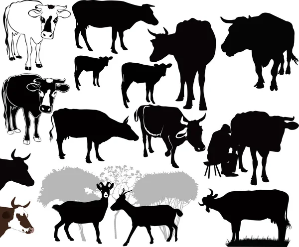 Conjunto de vacas — Archivo Imágenes Vectoriales