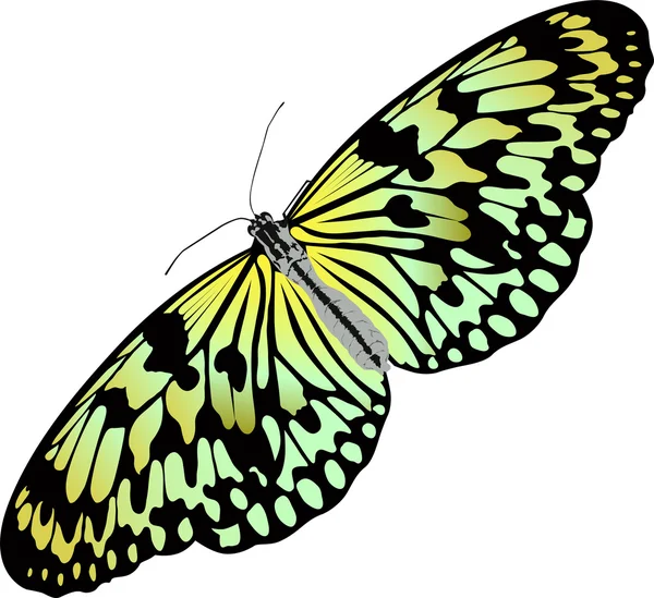 Farbenfroher Schmetterling — Stockvektor