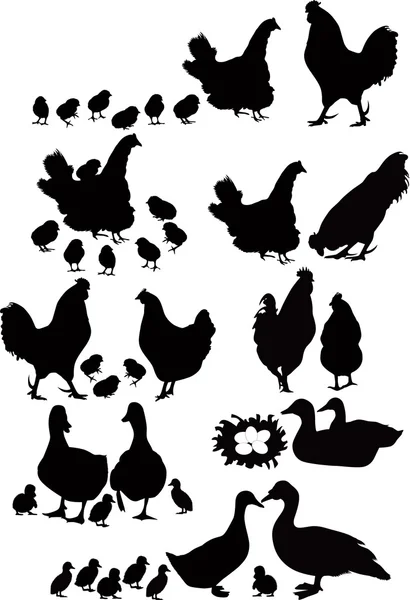 Conjunto de aves — Vector de stock