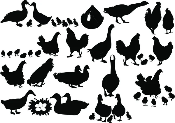 Set of birds — Stock Vector