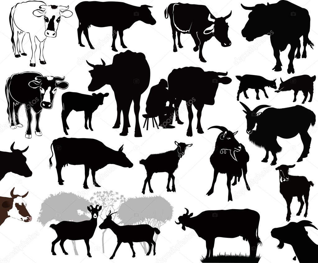 Cow goat animals calf