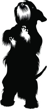 zwergschnauzer köpek vektör