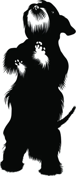 Vecteur chien Zwergschnauzer — Image vectorielle