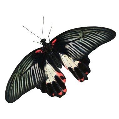 Kelebek böcekleri pachliopta aristolochiae