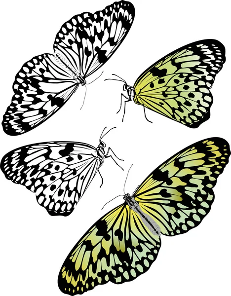 Idea leuconoe insectos mariposa aislados sobre fondo blanco — Archivo Imágenes Vectoriales