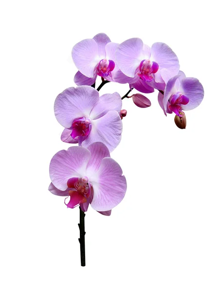 Fiori dei Orchids è isolato — Foto Stock