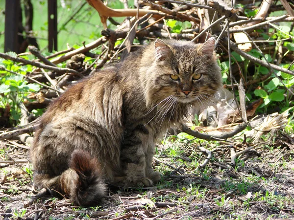 Sarı gözlü kahverengi kedi — Stok fotoğraf