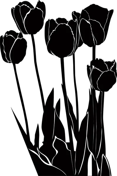 Schwarze Tulpen — Stockvektor