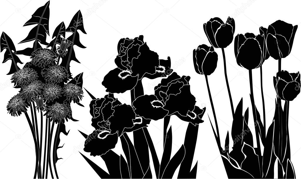 Black aster, irises and tulip