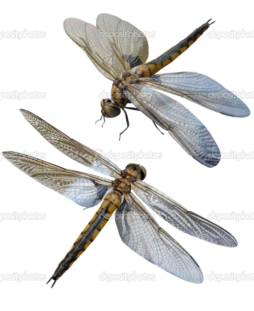 Dragonfly insects