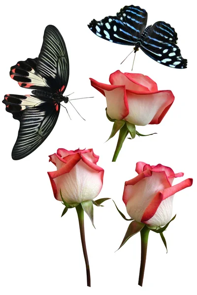 Mariposas y rosas rosadas — Foto de Stock