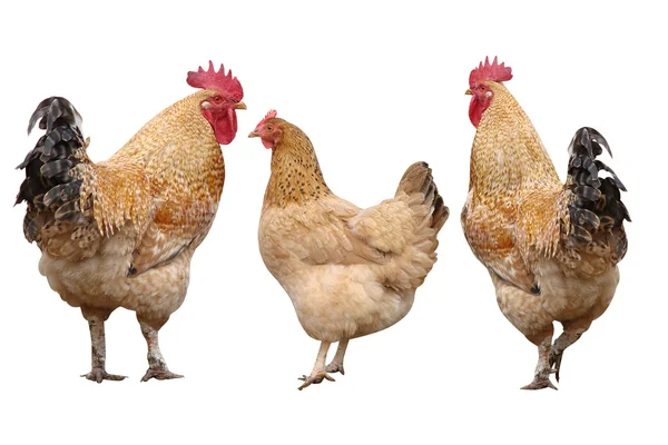 Cocks and poultry chicken — Stock Photo, Image