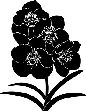 Orkide çiçek üzerinde beyaz izole