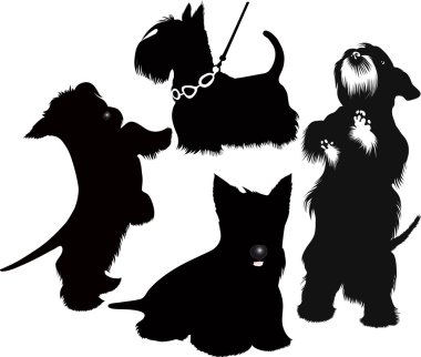 zwergschnauzer köpek