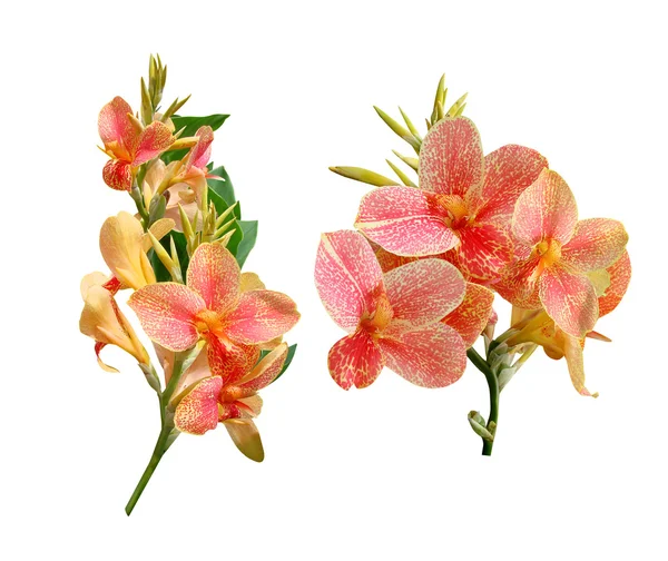 Orchidée orange — Photo