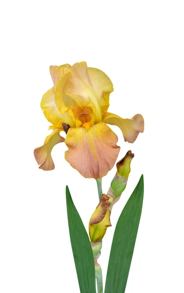 Iris Flower — Stock Photo, Image