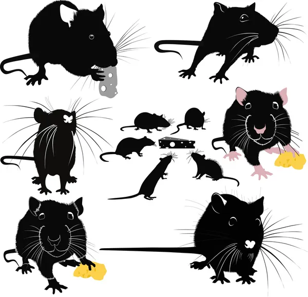 Rats mice cheese animals — Stock Vector