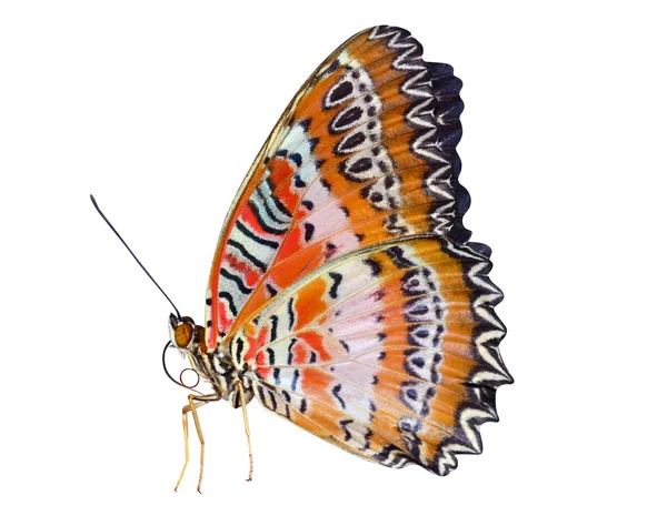 Schmetterling — Stockfoto