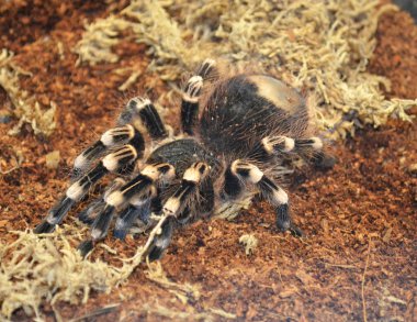 tarantula örümceği