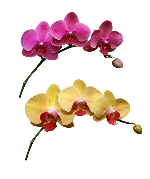 Fiori di orchidee — Foto Stock