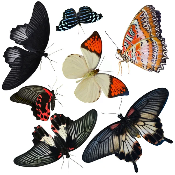 Insect collection of butterflies — Stock Photo, Image