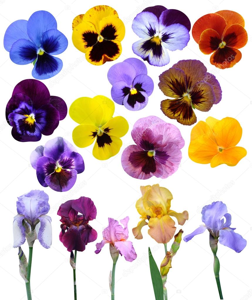 Irises violet flowers it is isolated a holiday collection