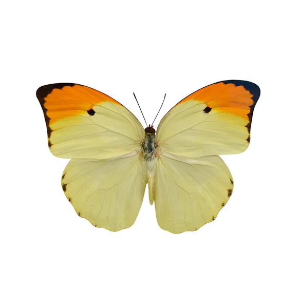 Бабочка изолированы на белом фоне — стоковое фото