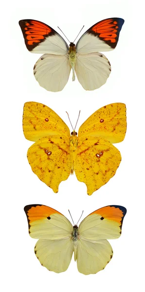 Colección de insectos de mariposas aisladas sobre fondo blanco —  Fotos de Stock