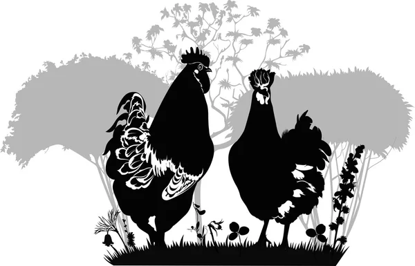 Coq et poule — Image vectorielle