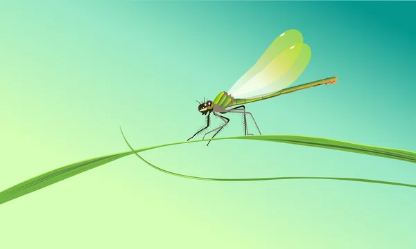 Insecto libélula — Vector de stock