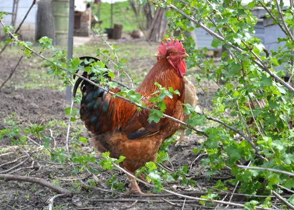 Gallo pájaro — Foto de Stock