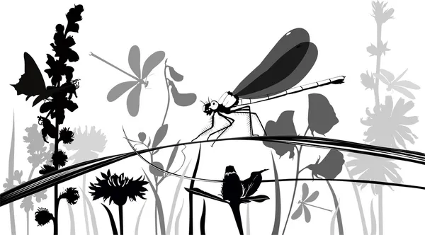 Insetti libellula — Vettoriale Stock