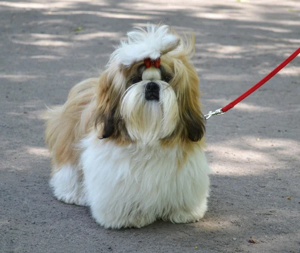 Shih Tzu — Zdjęcie stockowe