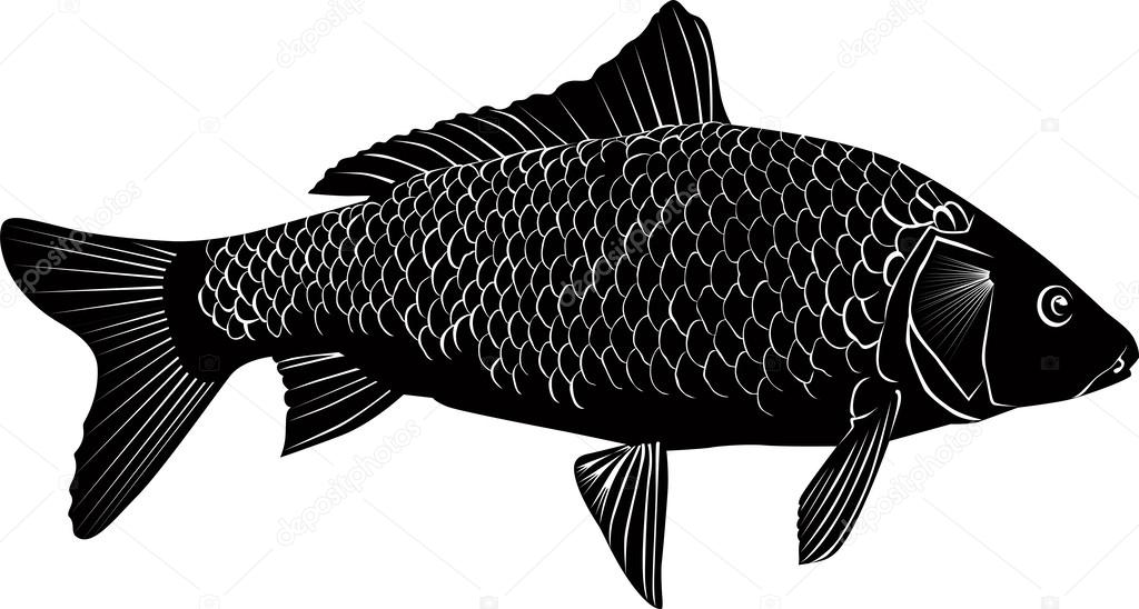 carp fish isolated on a white background