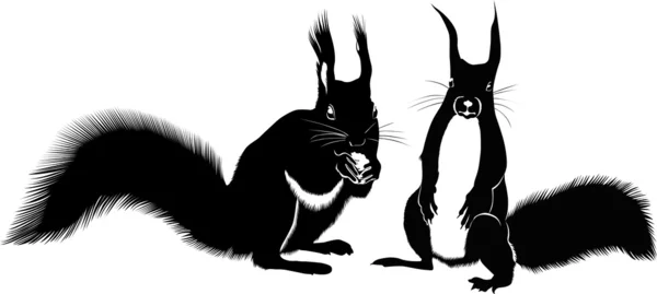 Écureuils animaux — Image vectorielle