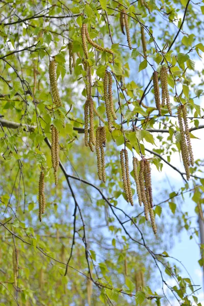 huş ağacı