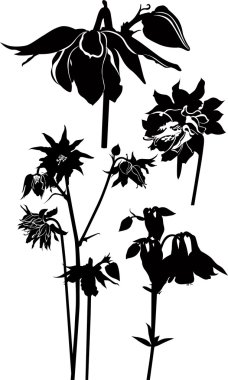 kır çiçekleri koleksiyonu