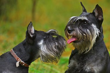 minyatür schnauzer köpek