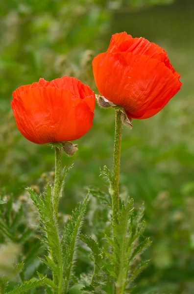 Fleurs de pavot rouge — Photo