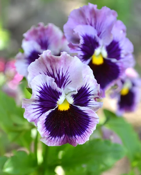 Viola tricolora — Foto de Stock