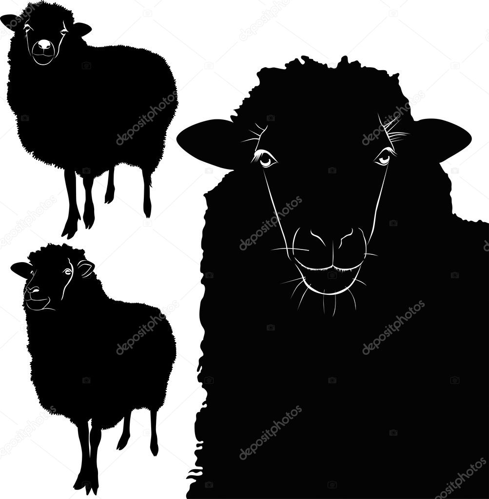 Lamb sheep animals