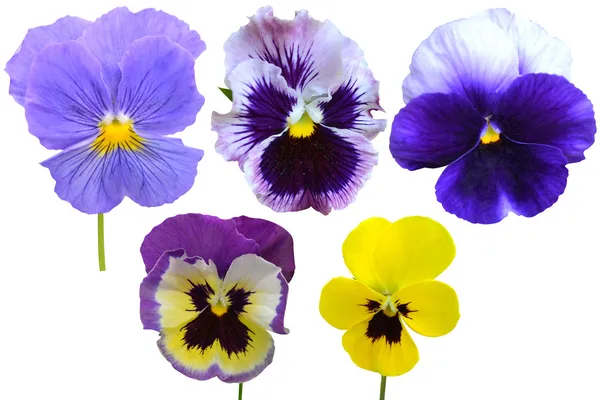 Pansies legno viola fiori — Foto Stock