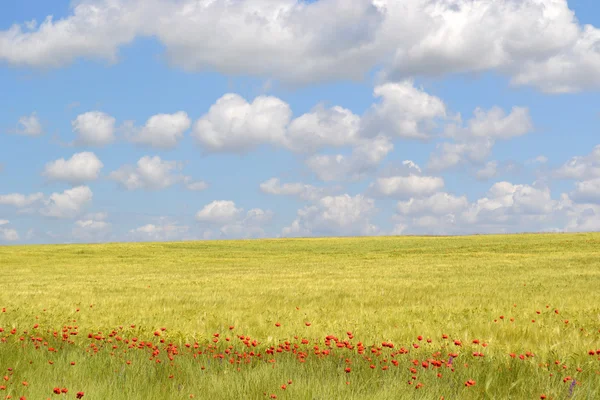 Mohnfeld — Stockfoto