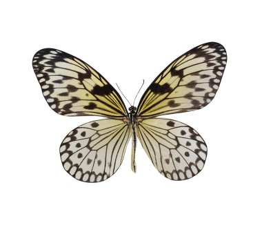 Butterfly clipart