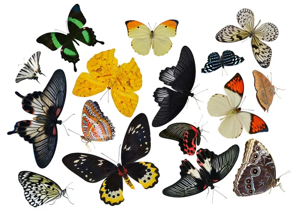 Butterflies collection — Stock Photo, Image