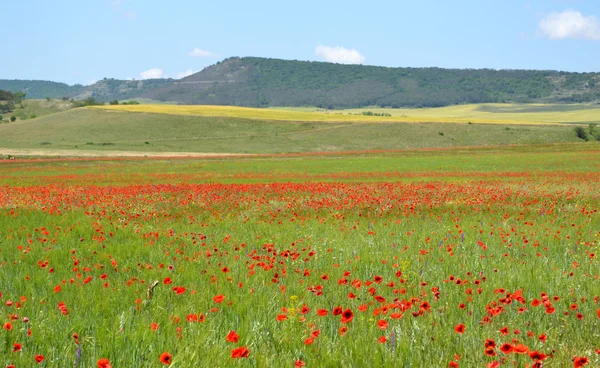 Campo de amapolas — Foto de Stock