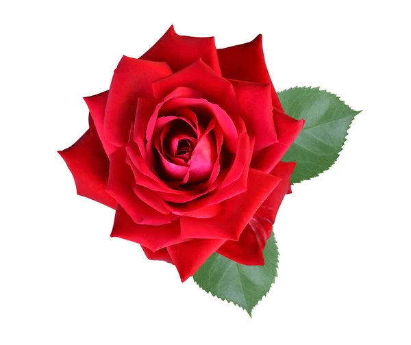 Rote Rose — Stockfoto