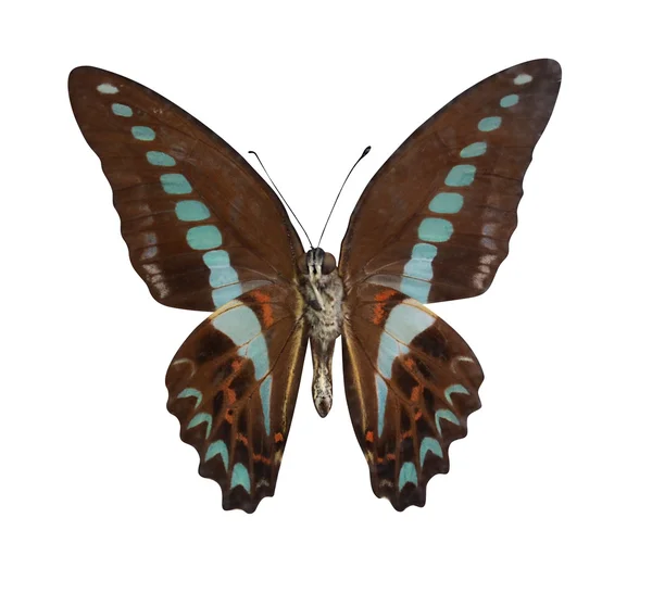 Butterfly — Stock Photo, Image