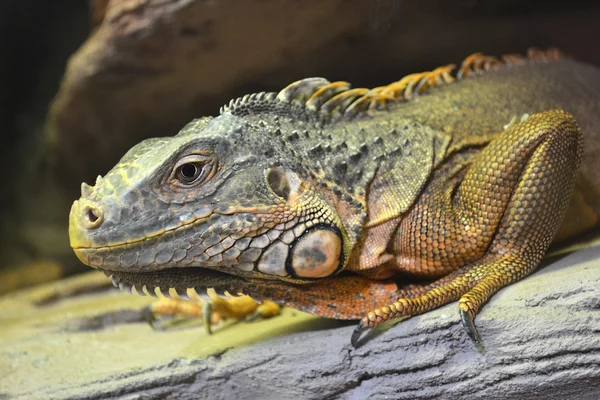 Leguan — Stockfoto