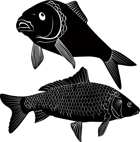 Карп рыбы изолированы на белом фоне — стоковый вектор